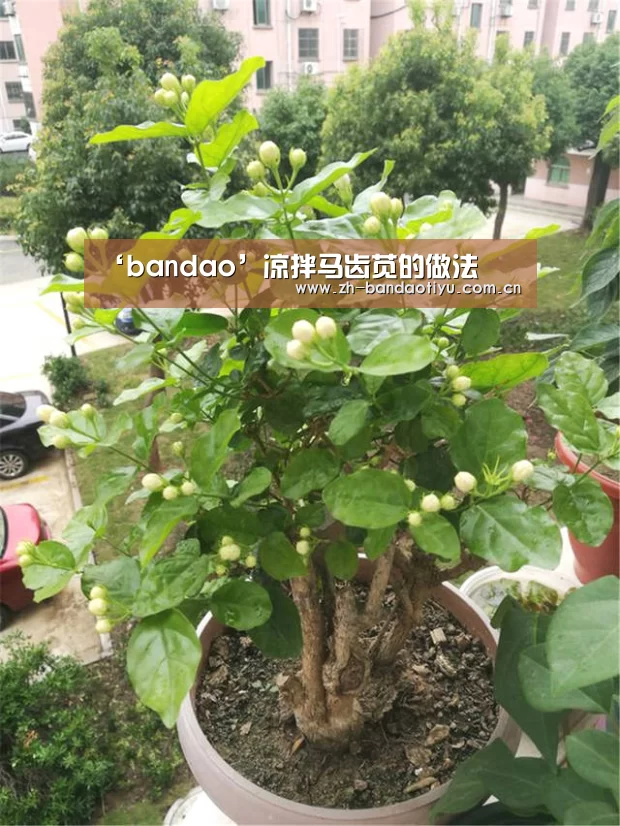 ‘bandao’凉拌马齿苋的做法(图1)